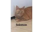 Adopt Solomon a Domestic Shorthair / Mixed (short coat) cat in Midland