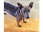Adopt Ace a Labrador Retriever / Mixed dog in Midland, TX (24794070)
