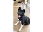 Adopt Yoshi a Akita / Mixed dog in Midland, TX (25359722)
