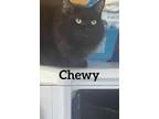 Adopt Chewy a Domestic Longhair / Mixed (short coat) cat in Midland