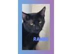 Adopt Rambo a Domestic Shorthair / Mixed (short coat) cat in Midland