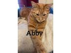 Adopt Abby a Domestic Shorthair / Mixed (short coat) cat in Midland