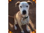 Adopt Boomer (Bennie) a American Pit Bull Terrier / Labrador Retriever / Mixed