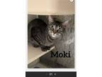 Adopt Moki a Domestic Shorthair / Mixed (short coat) cat in Midland