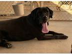 Adopt Marshall a Labrador Retriever / Great Dane / Mixed dog in Midland