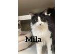 Adopt Mila a Domestic Longhair / Mixed (short coat) cat in Midland