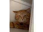 Adopt JT a Domestic Shorthair / Mixed (short coat) cat in Midland, TX (36056167)