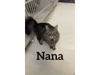 Adopt Nana a Domestic Longhair / Mixed (short coat) cat in Midland