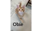Adopt Obie a Domestic Shorthair / Mixed (short coat) cat in Midland