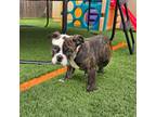 Bulldog Puppy for sale in Banning, CA, USA