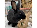 Adopt Angelou a Other/Unknown / Mixed (short coat) rabbit in Mill Valley