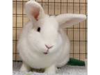 Adopt Winterberry a Other/Unknown / Mixed (short coat) rabbit in Mill Valley