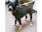 Adopt Honcho a American Staffordshire Terrier / Mixed dog in Wabash