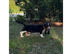 Basset Hound Puppy for sale in Fort Pierce, FL, USA
