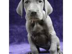 Great Dane Puppy for sale in Clinton, IA, USA