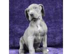 Great Dane Puppy for sale in Clinton, IA, USA