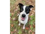 Adopt Macon a Border Collie / Labrador Retriever / Mixed dog in Raleigh