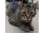 Adopt Tom a Domestic Longhair / Mixed (long coat) cat in Cuba, NY (35309134)