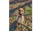 Adopt Dixie a Tan/Yellow/Fawn - with Black Belgian Malinois / German Shepherd