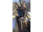 Adopt Zoey a Brown/Chocolate - with Black German Shepherd Dog / Mixed dog in