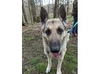 Adopt Thumper a Black - with Tan, Yellow or Fawn German Shepherd Dog / Mixed dog