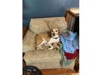 Adopt Ellie a White Beagle / Mixed dog in Newport, KY (38197043)