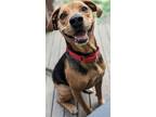 Adopt Lucinda a Brown/Chocolate Beagle / Mixed dog in Newport, KY (37626131)