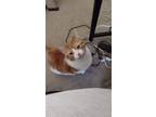 Adopt Tawny a Orange or Red Domestic Shorthair / Mixed cat in Newport