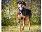 Adopt Rocky 2 a Black - with Tan, Yellow or Fawn Rottweiler / Mixed dog in