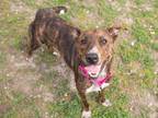 Adopt Irina a American Staffordshire Terrier / Mixed dog in Lansing