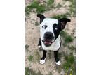 Adopt Aero a Husky / Labrador Retriever / Mixed dog in Lansing, KS (38236754)