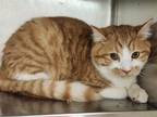 Adopt Mod a Domestic Shorthair / Mixed (short coat) cat in Kenai, AK (36200617)