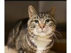 Adopt Taylor a Domestic Shorthair / Mixed (short coat) cat in Freeport