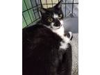 Adopt Panda a Domestic Shorthair / Mixed (short coat) cat in Freeport