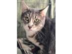 Adopt Lulu a Domestic Shorthair / Mixed (short coat) cat in Freeport