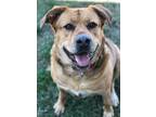 Adopt Roxy a German Shepherd Dog / Rottweiler / Mixed dog in Freeport