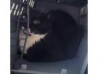 Adopt Tiny a Domestic Shorthair / Mixed (short coat) cat in Freeport