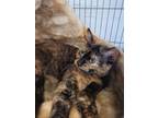 Adopt Lula a Domestic Shorthair / Mixed (short coat) cat in Freeport