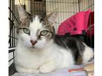 Adopt Gemma a Domestic Shorthair / Mixed (short coat) cat in Freeport