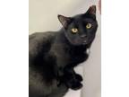 Adopt Bond a Domestic Shorthair / Mixed (short coat) cat in Freeport