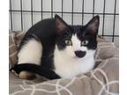 Adopt Gigi a Domestic Shorthair / Mixed (short coat) cat in Freeport