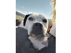 Adopt Ella a White - with Black American Pit Bull Terrier / Mixed dog in Yreka
