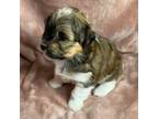 Havanese Puppy for sale in Maryville, MO, USA