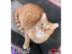 Adopt Fireball a Domestic Shorthair / Mixed (short coat) cat in Maryville