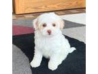 Havanese Puppy for sale in Nappanee, IN, USA