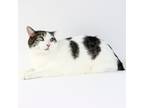 Adopt Achillies a White (Mostly) Domestic Shorthair / Mixed (short coat) cat in