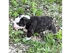 Bulldog Puppy for sale in Pleasant Hope, MO, USA