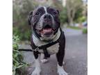 Adopt Princess Boba Tea - AVAILABLE a Pit Bull Terrier dog in Seattle
