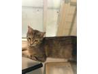 Adopt Spring a Abyssinian cat in Wilmington, NC (34842518)