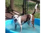 Adopt Razor a Brindle - with White Blue Heeler / Hound (Unknown Type) dog in